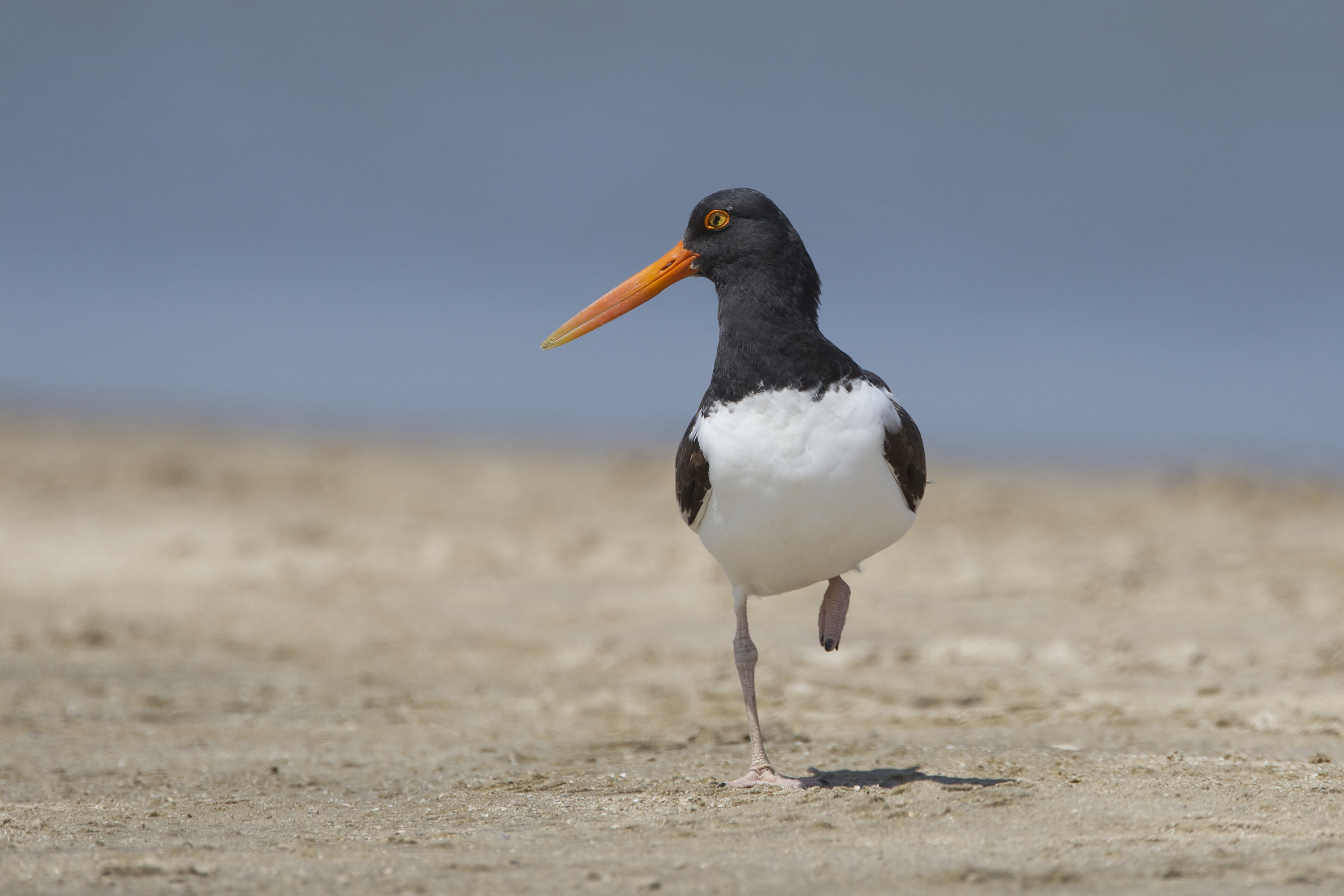 American Oystercatcher in South Padre Island Texas