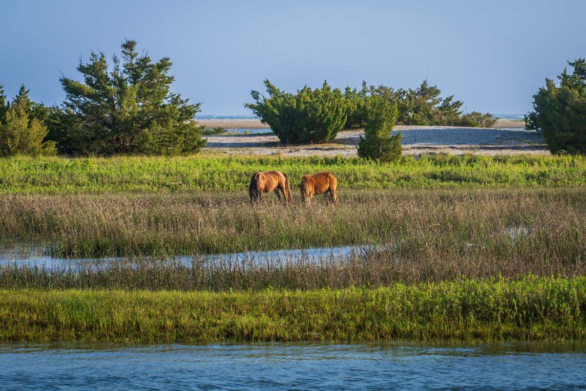 Assateague Island Ocean City Maryland | Wild Horses Grazing