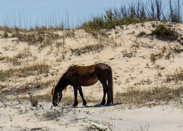 Beach Realty Corolla Carova Outer Banks Wild Horses