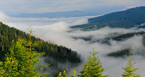 Cabins for YOU Gatlinburg Pigeon Forge Sevierville Wears Valley Brothers Cove Great Smoky Mountains East Tennessee.