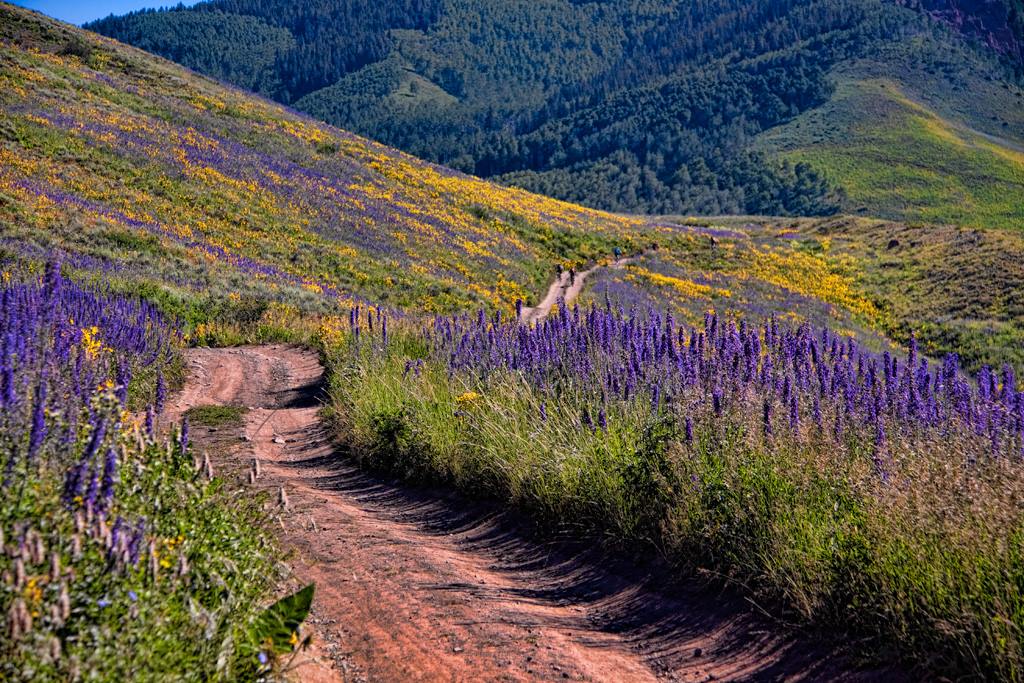 Crested Butte Wildflower Capital of Colorado Peak Property Management