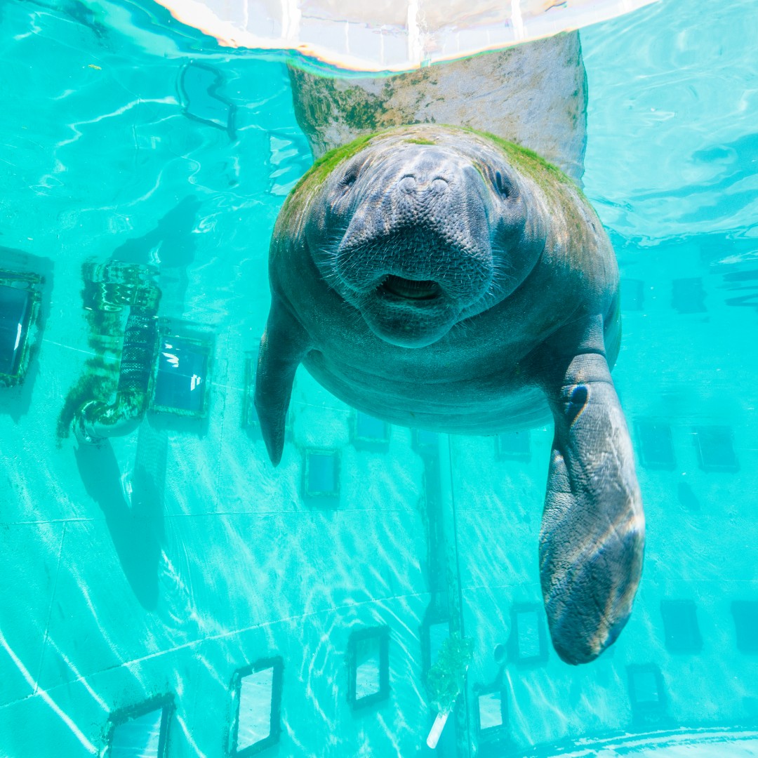 Manatee Cove at Gulfarium Marine Adventure Park