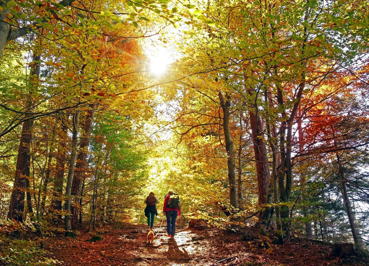 Hiking Guide for Beginners in Autumn Hike with Friends and Pets