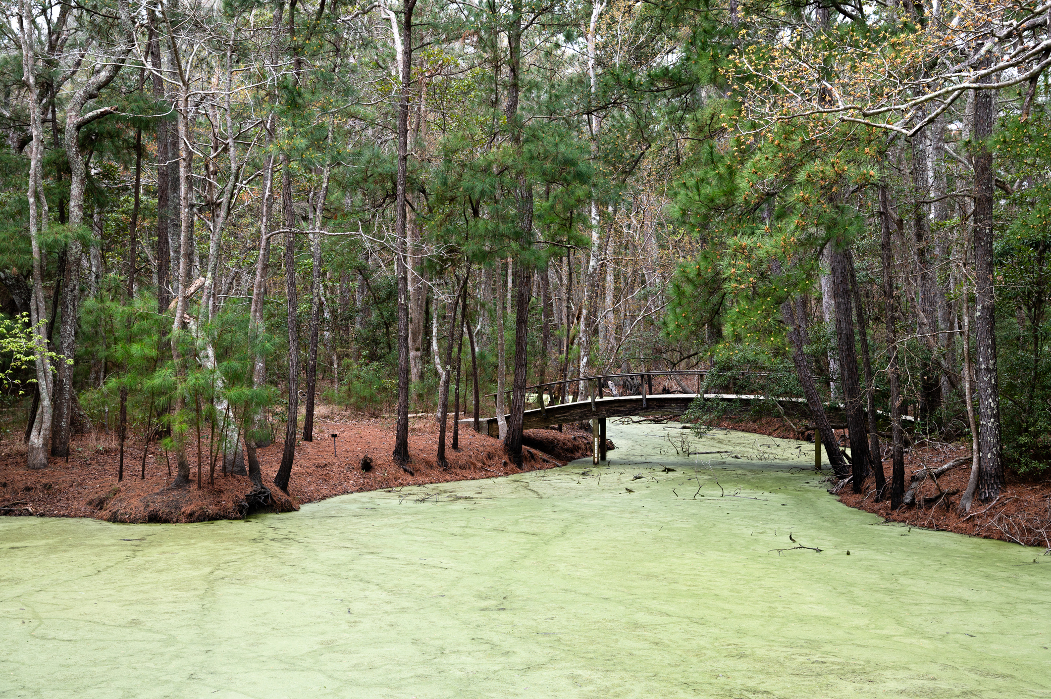 Nags Head Wood Preserve Footbridge Outer Banks NC