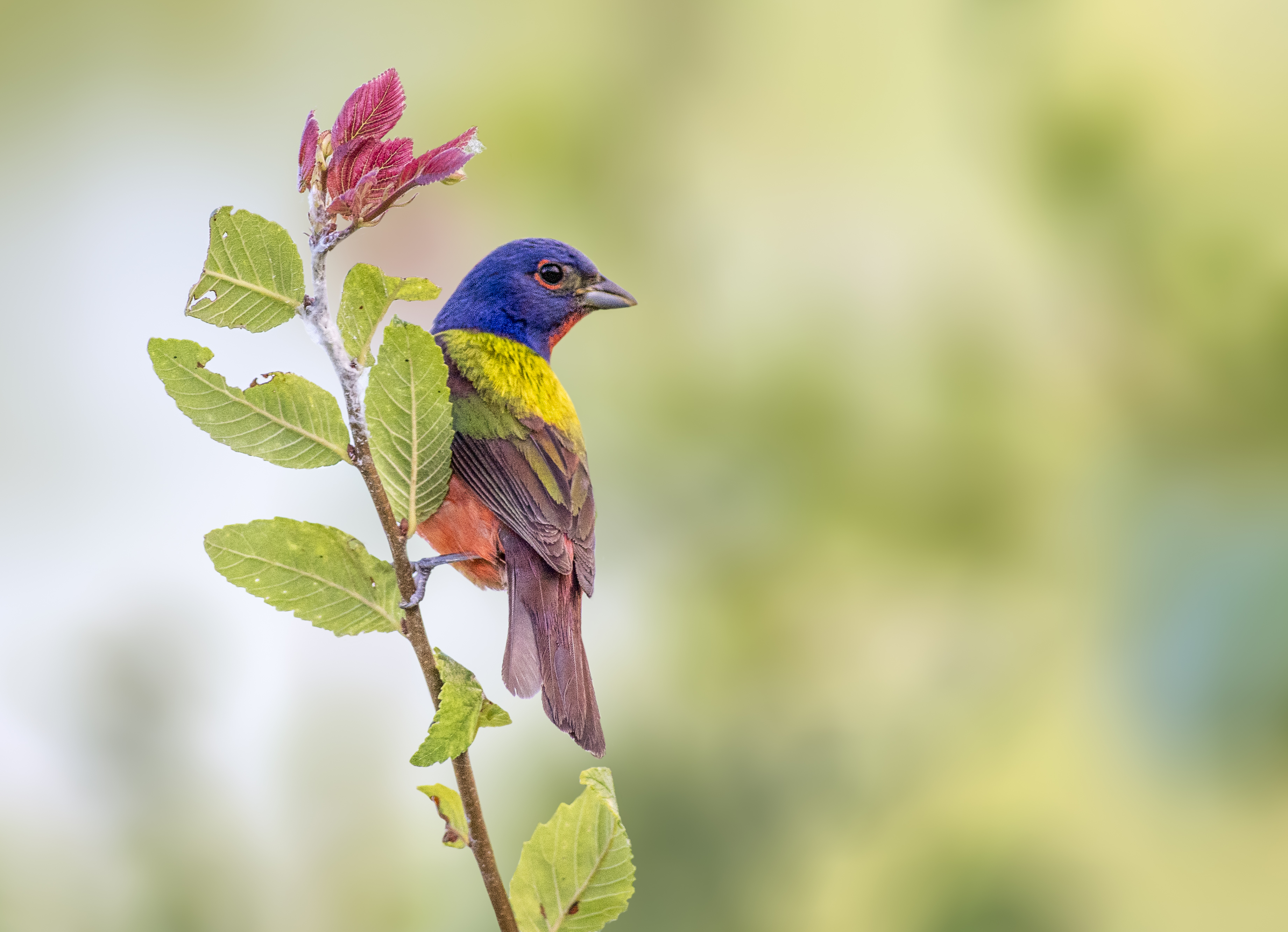 Painted Bunting in South Padre Island Texas