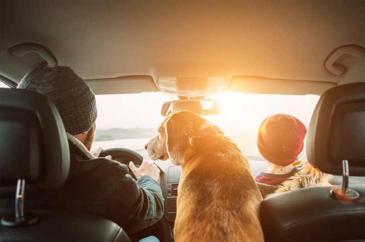 Pet Friendly Vacation Rental Road Trip With Your Dog