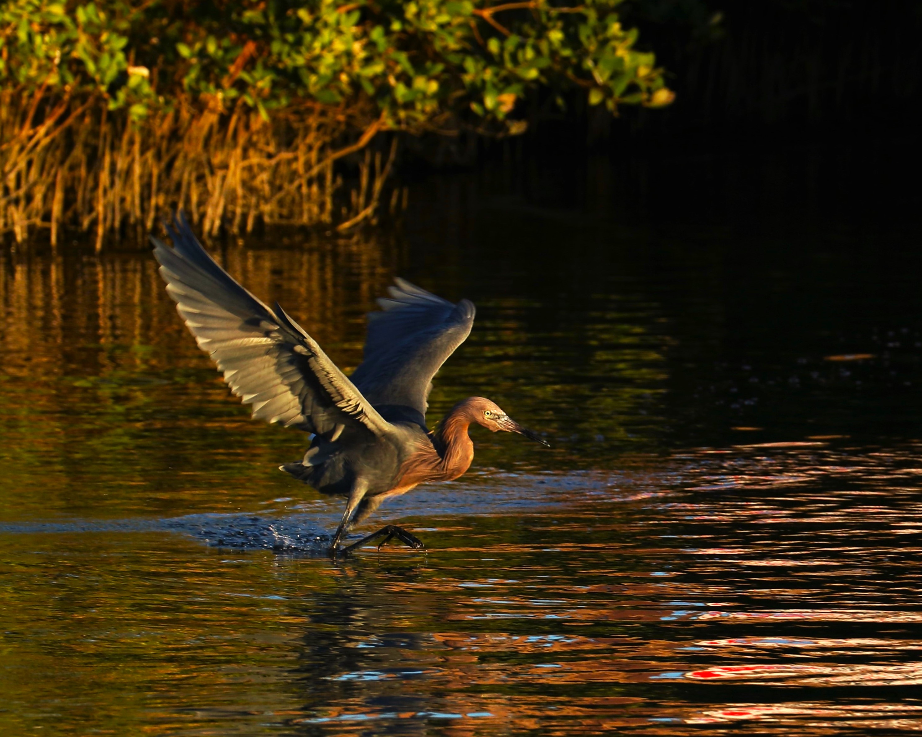 Reddish Egret in South Padre Island Texas