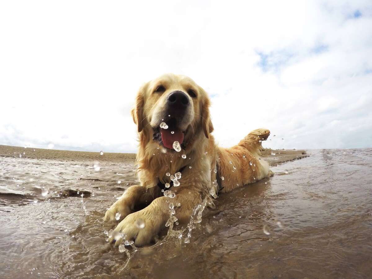 Traveling With Your Dog