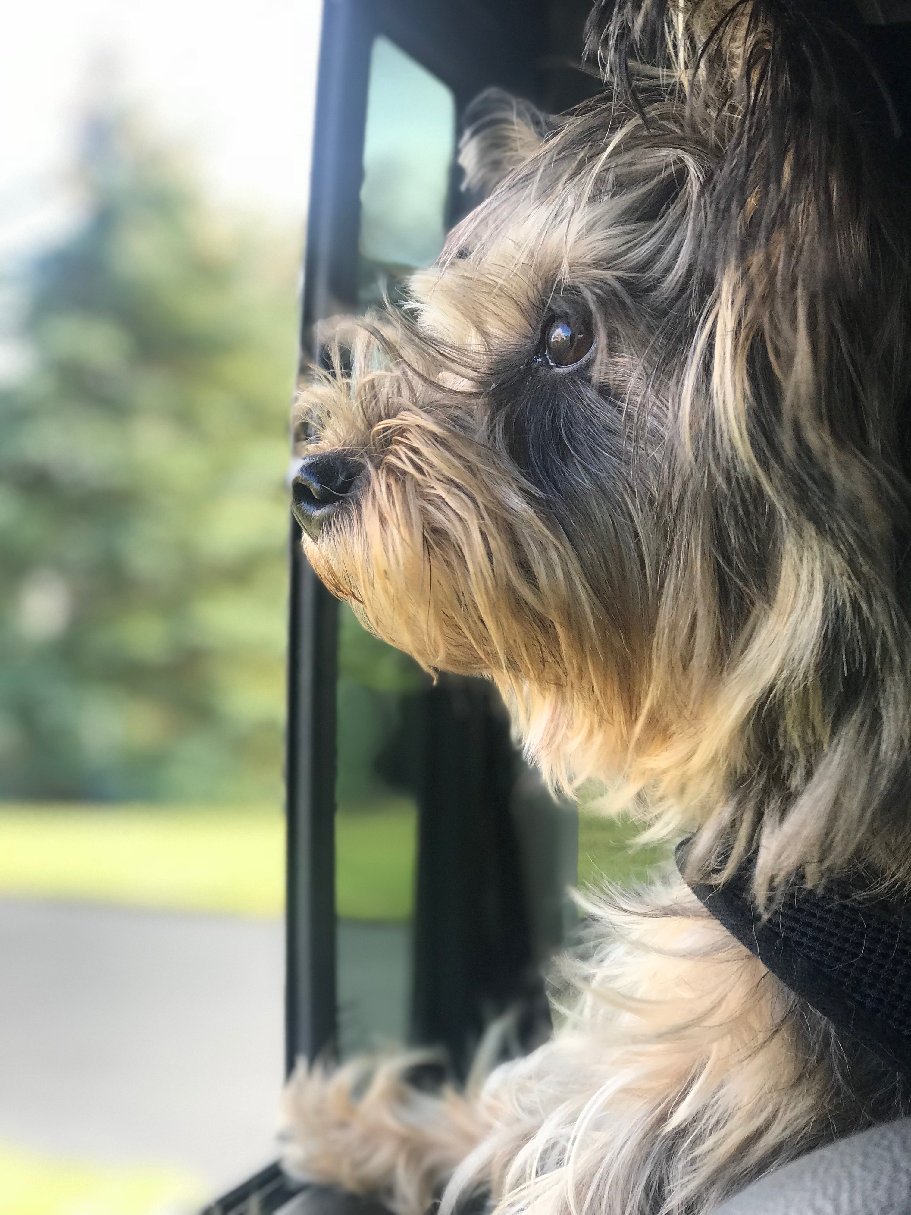 Traveling with Pet Cairn Terrier on Vacation Rental Road Trip
