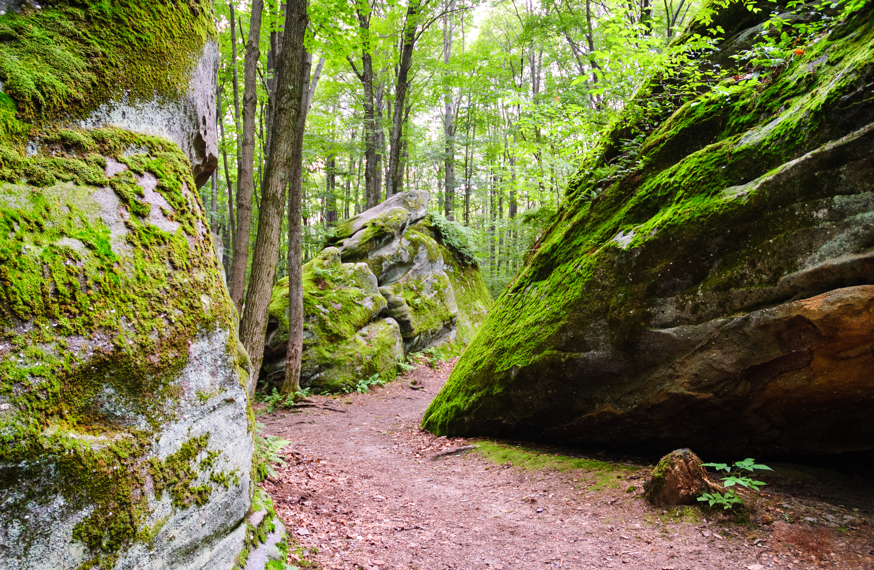 Allegany State Park | Path, Wood, and Rock Formations