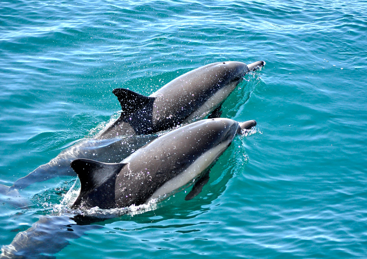 Anna Maria Island Dolphin and Boat Tours