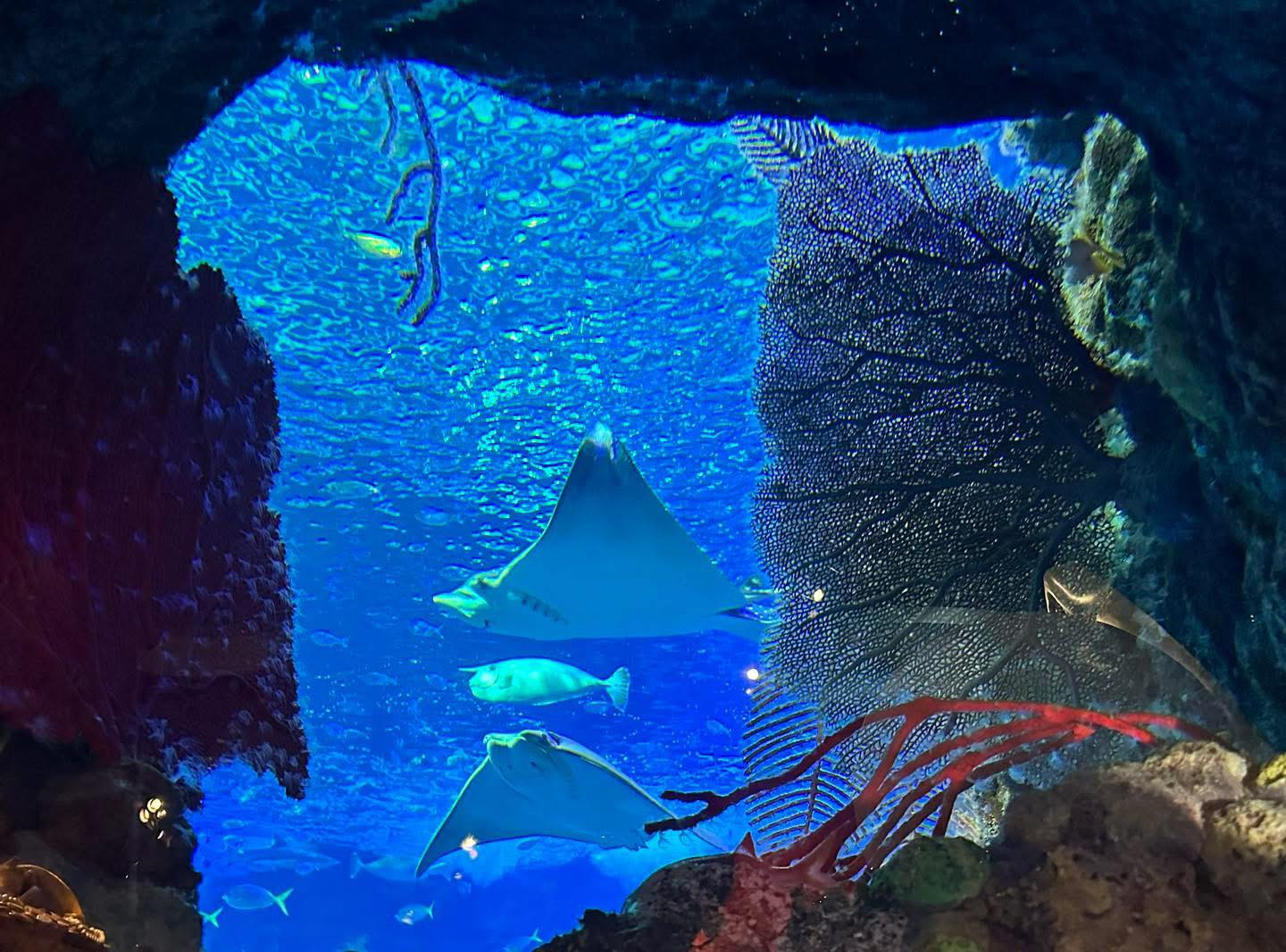 Aquarium at the Boardwalk in Branson Missouri