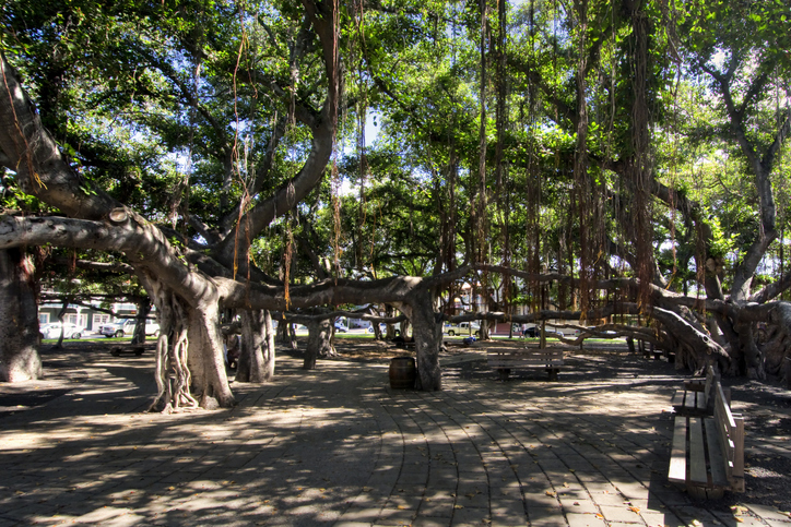 Banyan Tree in Courtyard Square Lahaina Maui