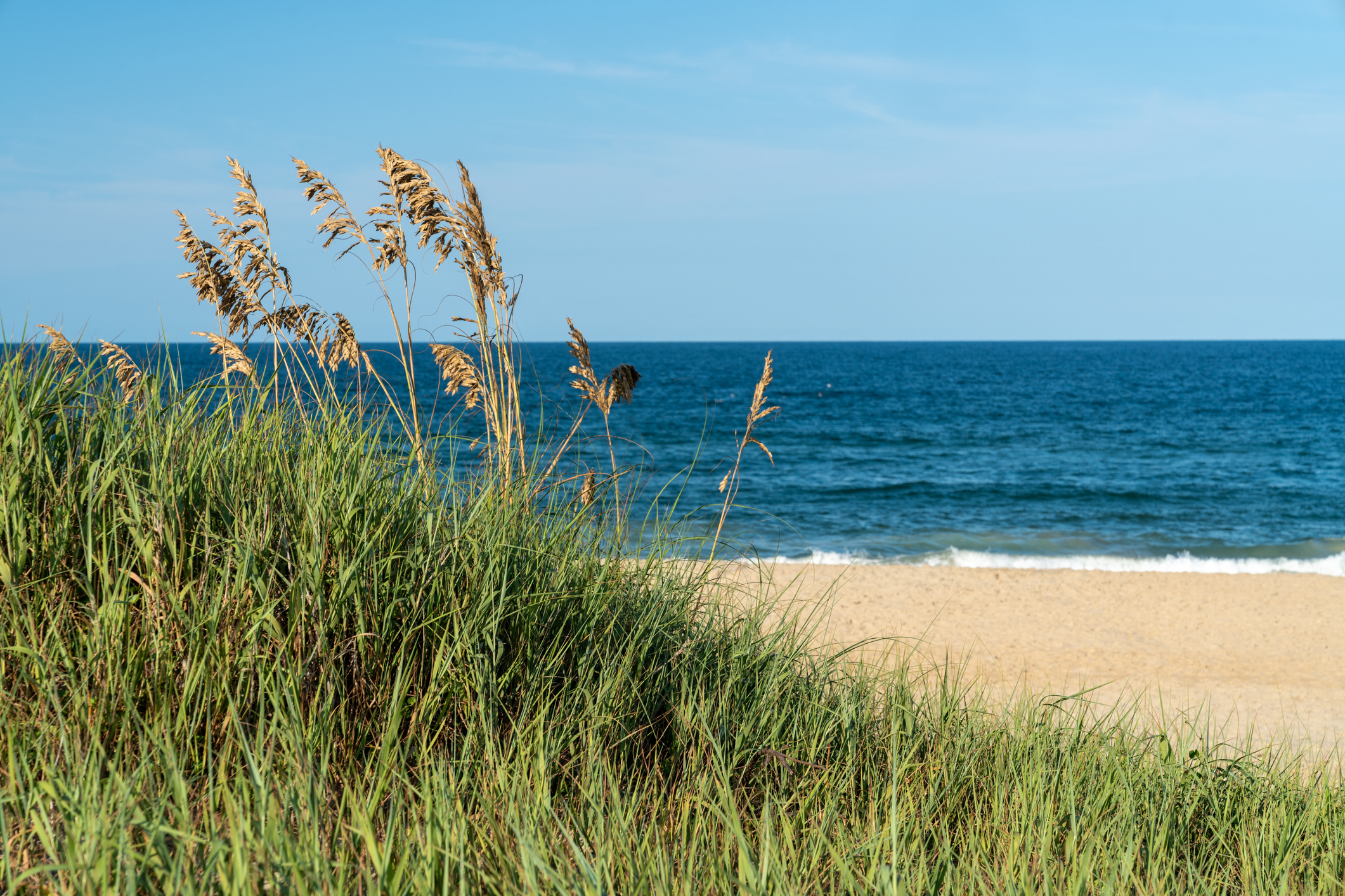 Tall Beach Grass Nags Head in the Outer Banks OBX