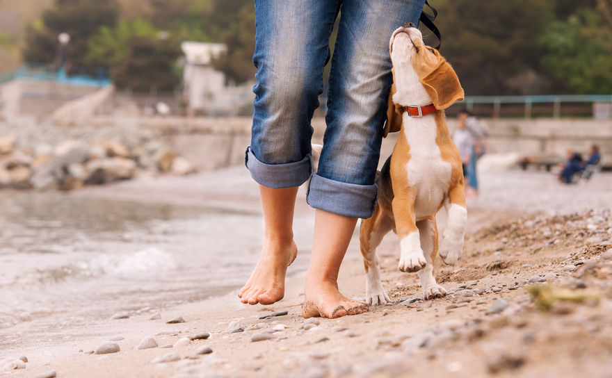 Holiday with a dog that has manners and listens well