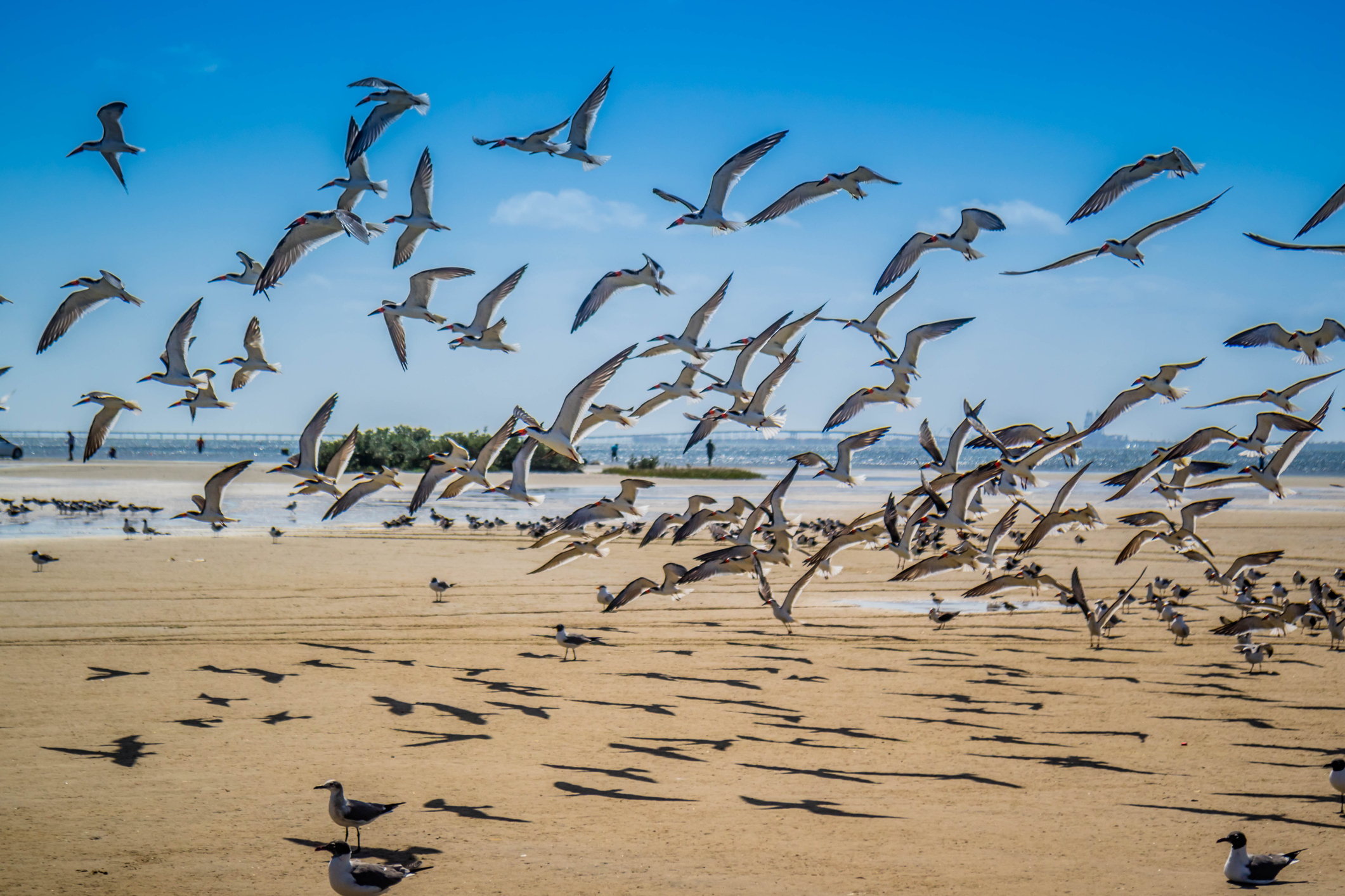 Black Skimmers and other Birds in SPI Texas