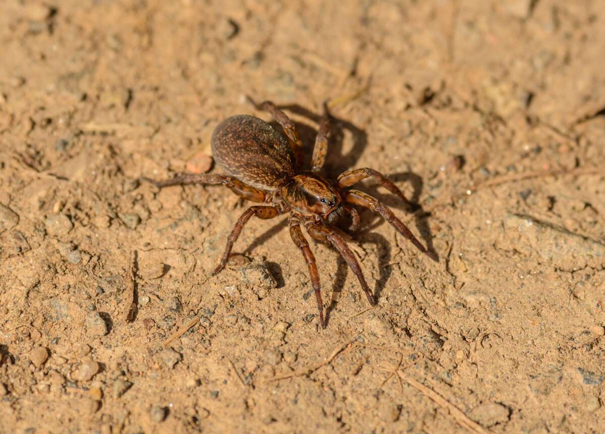 Brown Recluse Spiders in Virginia