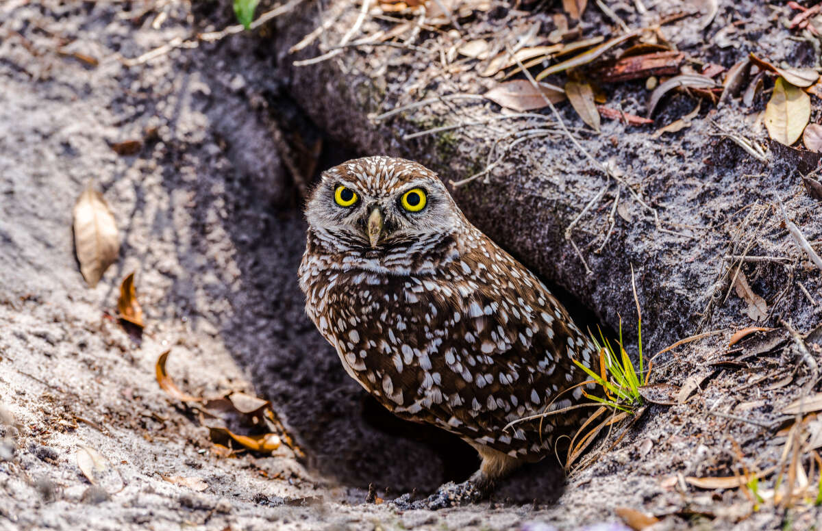 Cape Coral Burrowing Owls