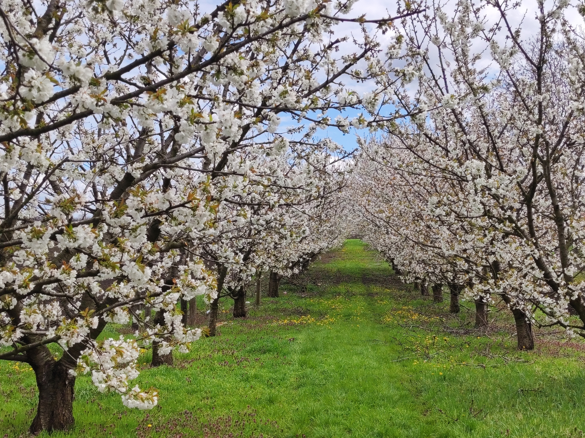 Cherry Blossoms near Ellison Bay in Door County Wisconsin