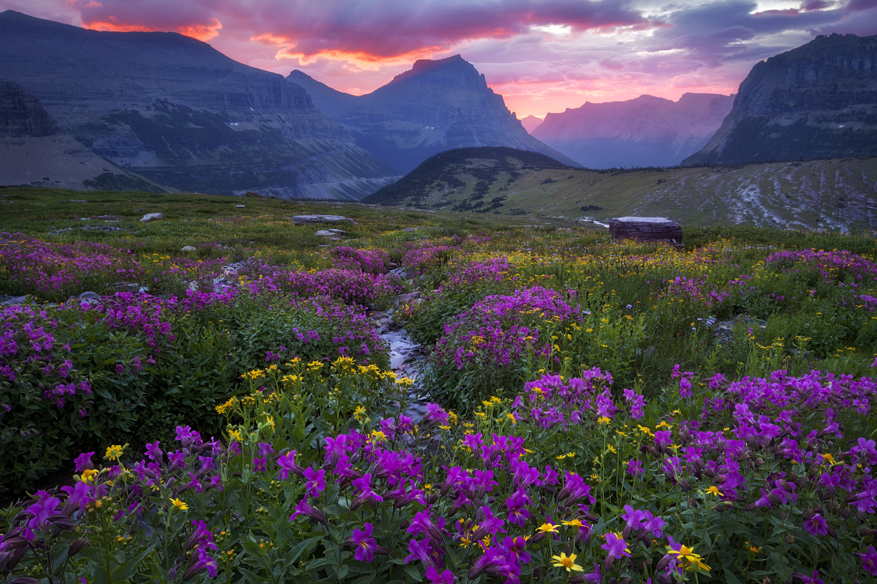 Flowers Blooming in Glacier National Park