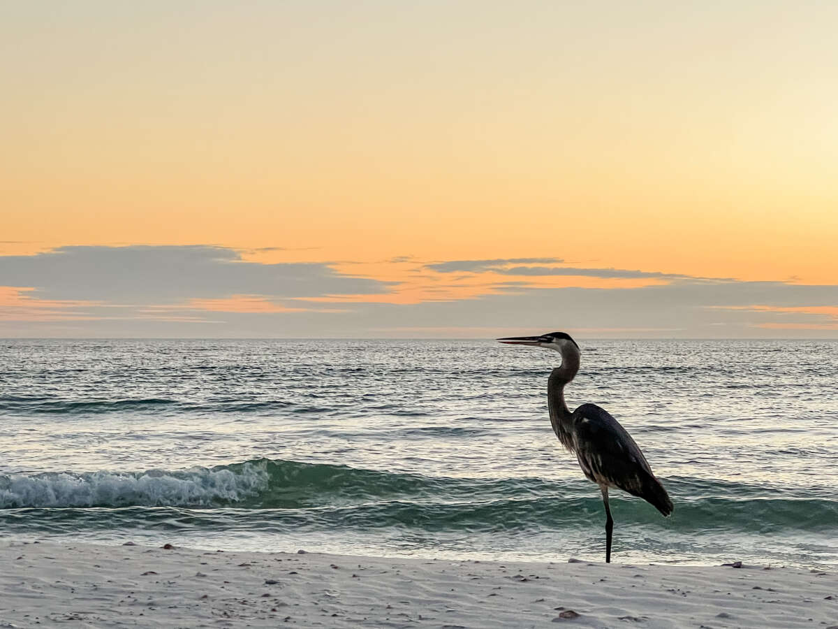 Heron on Cape San Blas Beach Florida Forgotten Coast