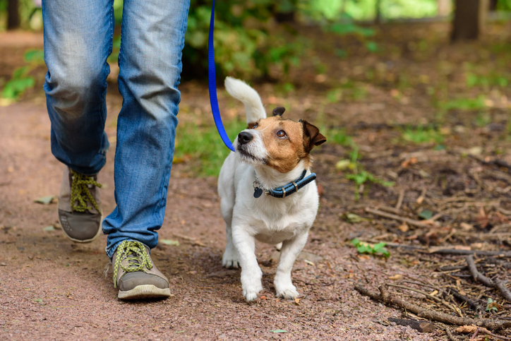 Pet Friendly Hike with your Dog