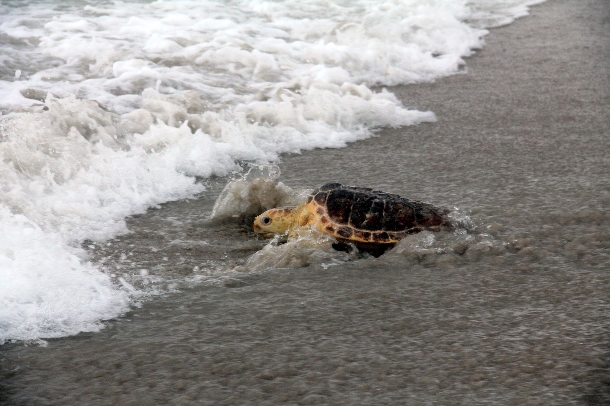 Sea Turtle Rescue and Rehab Back into the Ocean