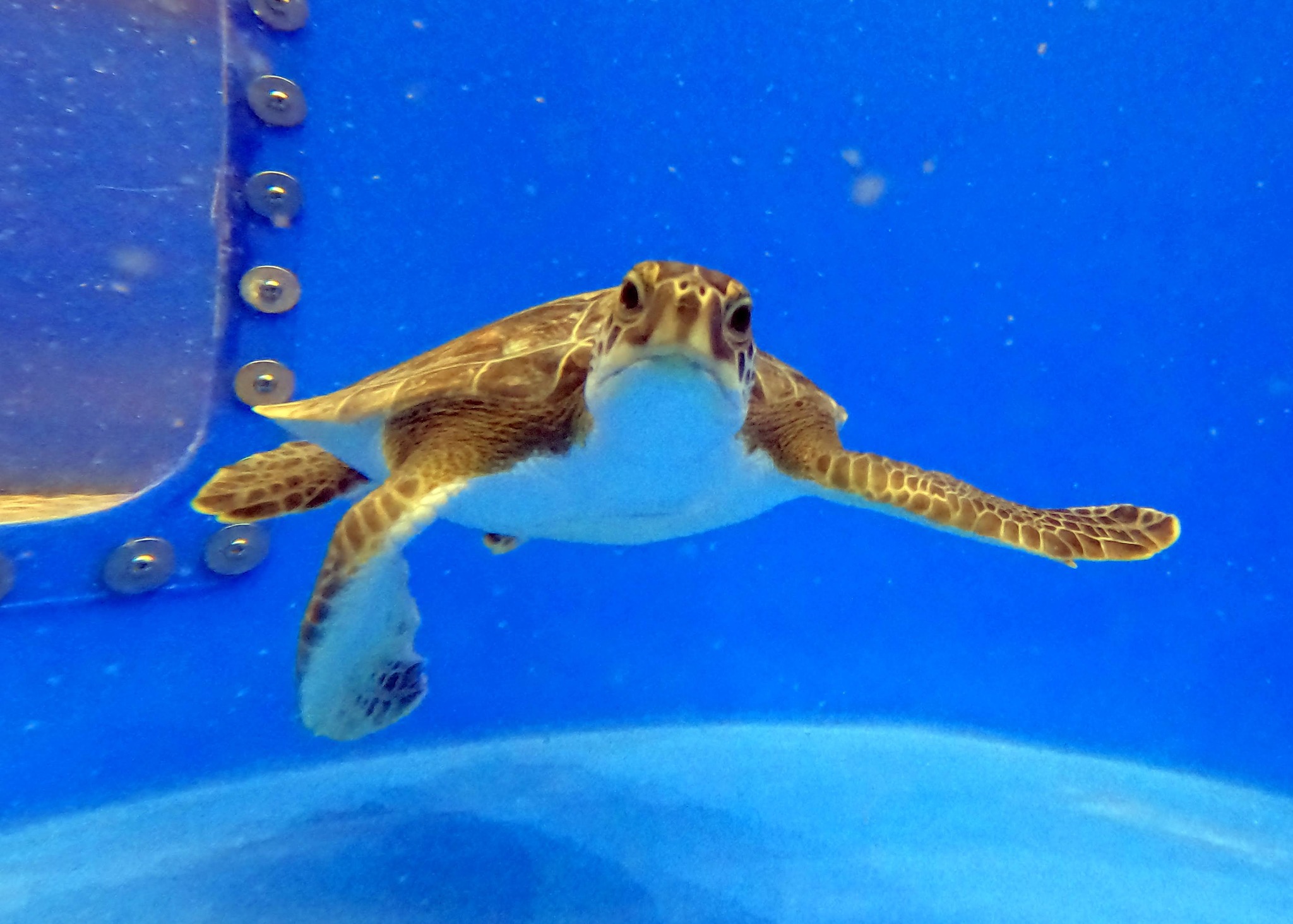 Karen Beasley Sea Turtle Rescue and Rehabilitation Center Topsail Island