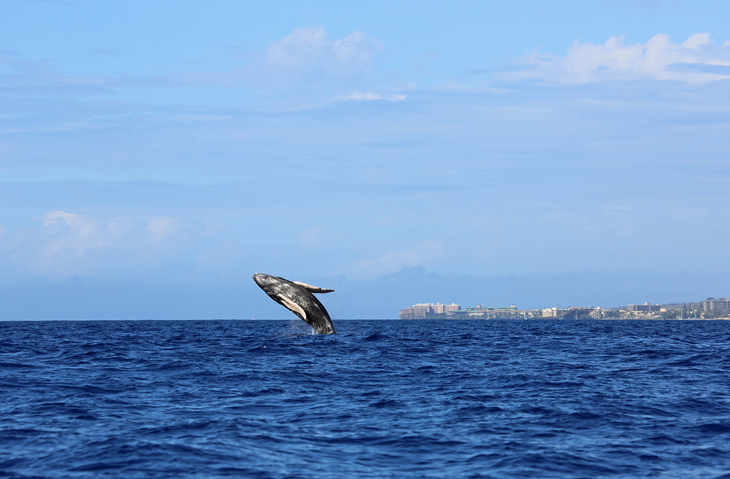 Lahaina Whale Watching on the Island of Maui