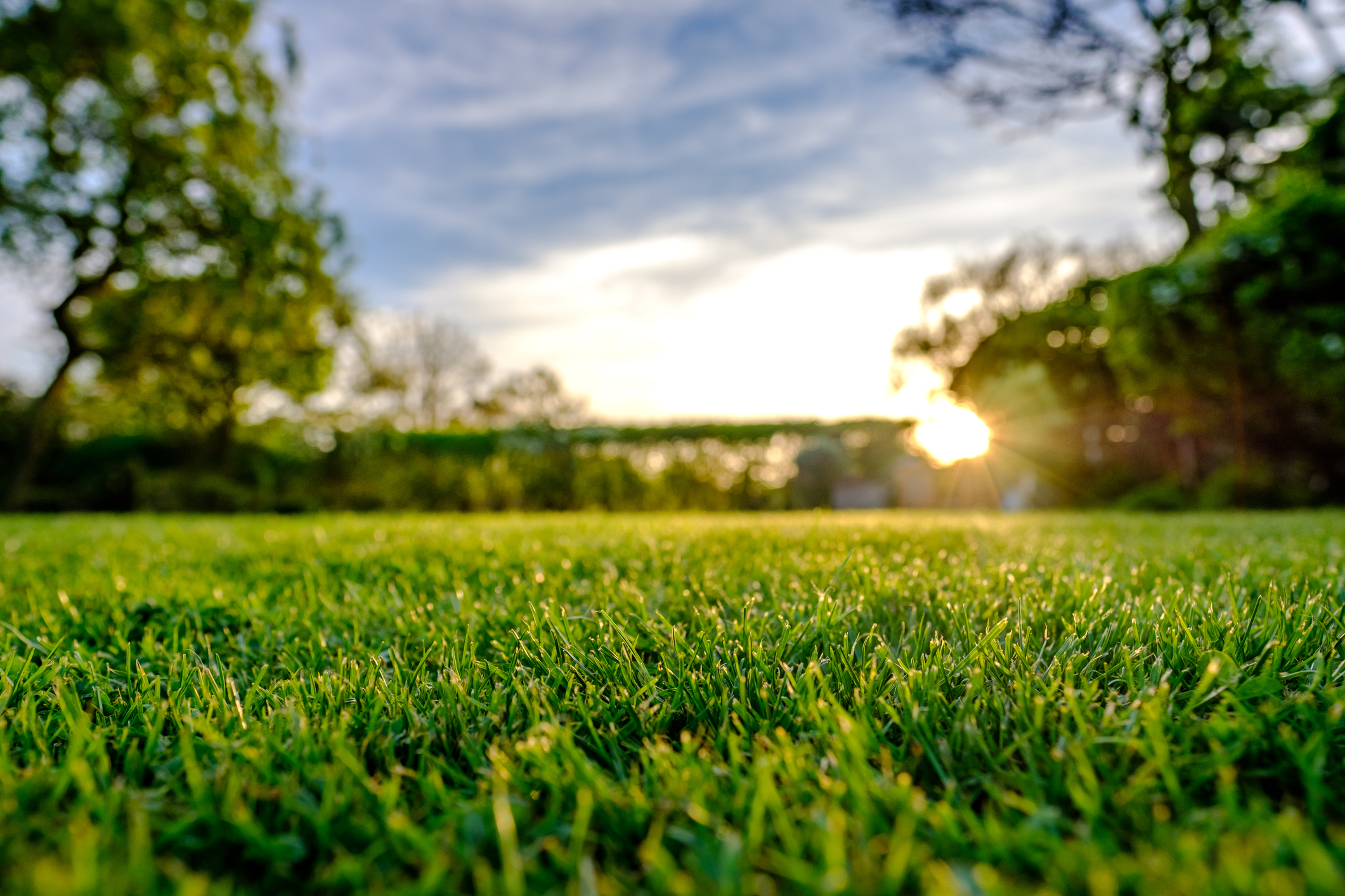 Lawn Care for Property Rentals