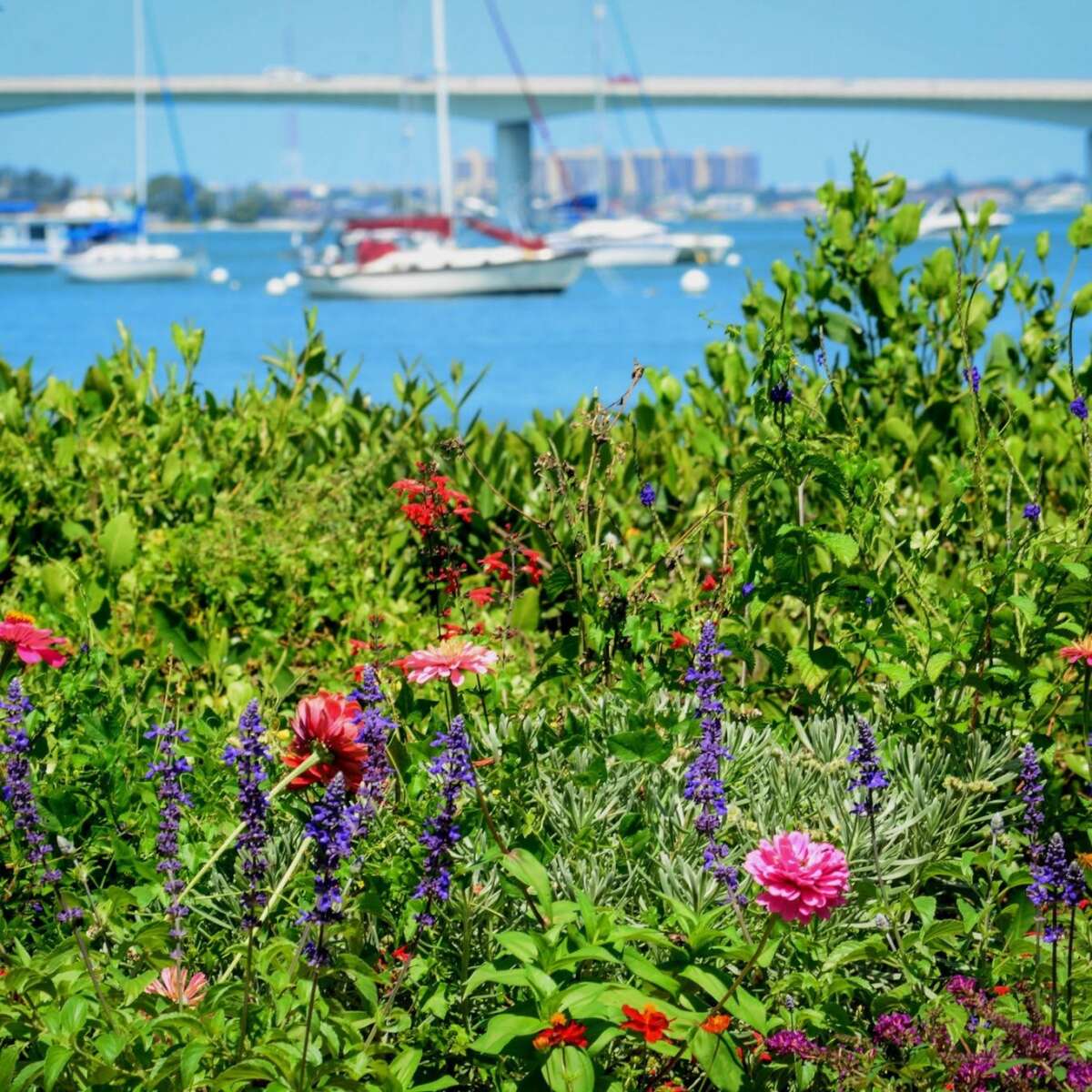 Mary Selby Botanical Gardens | Sarasota, Florida