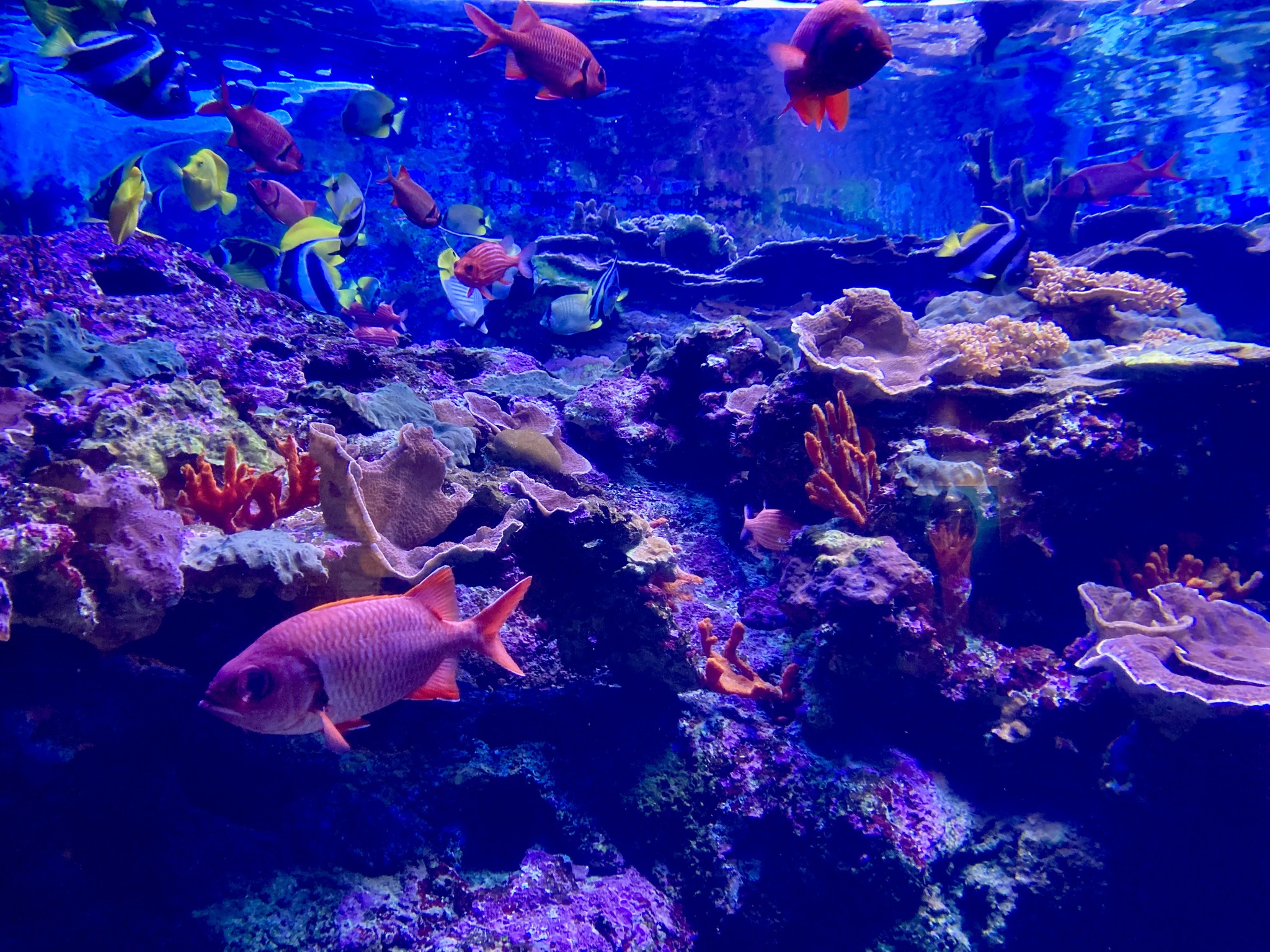 Maui Ocean center Aquarium in Wailuku