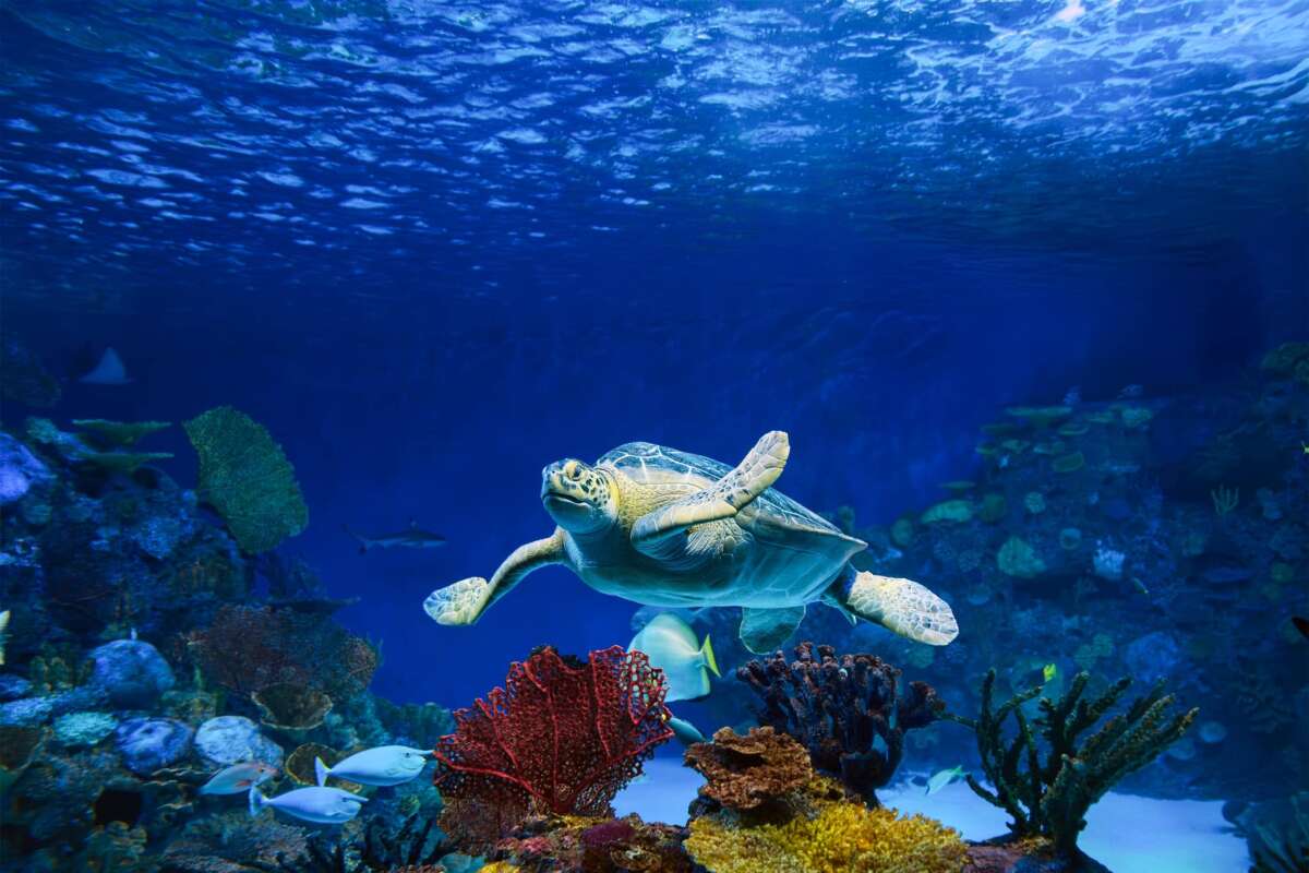 Sea Turtle at Mote Marine Laboratory Aquarium