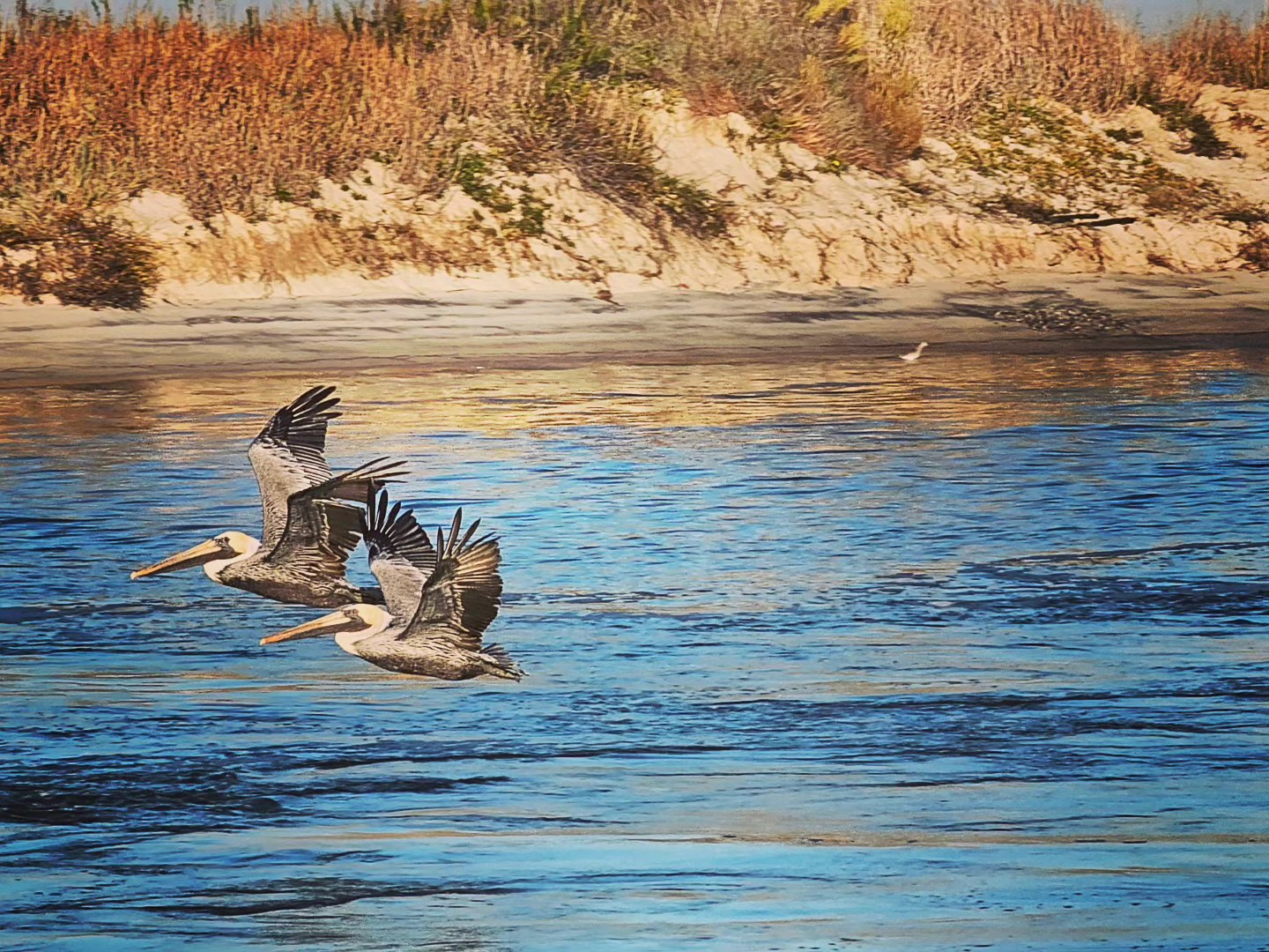 Pelicans Flying along Coast of Dauphin Island, Alabama