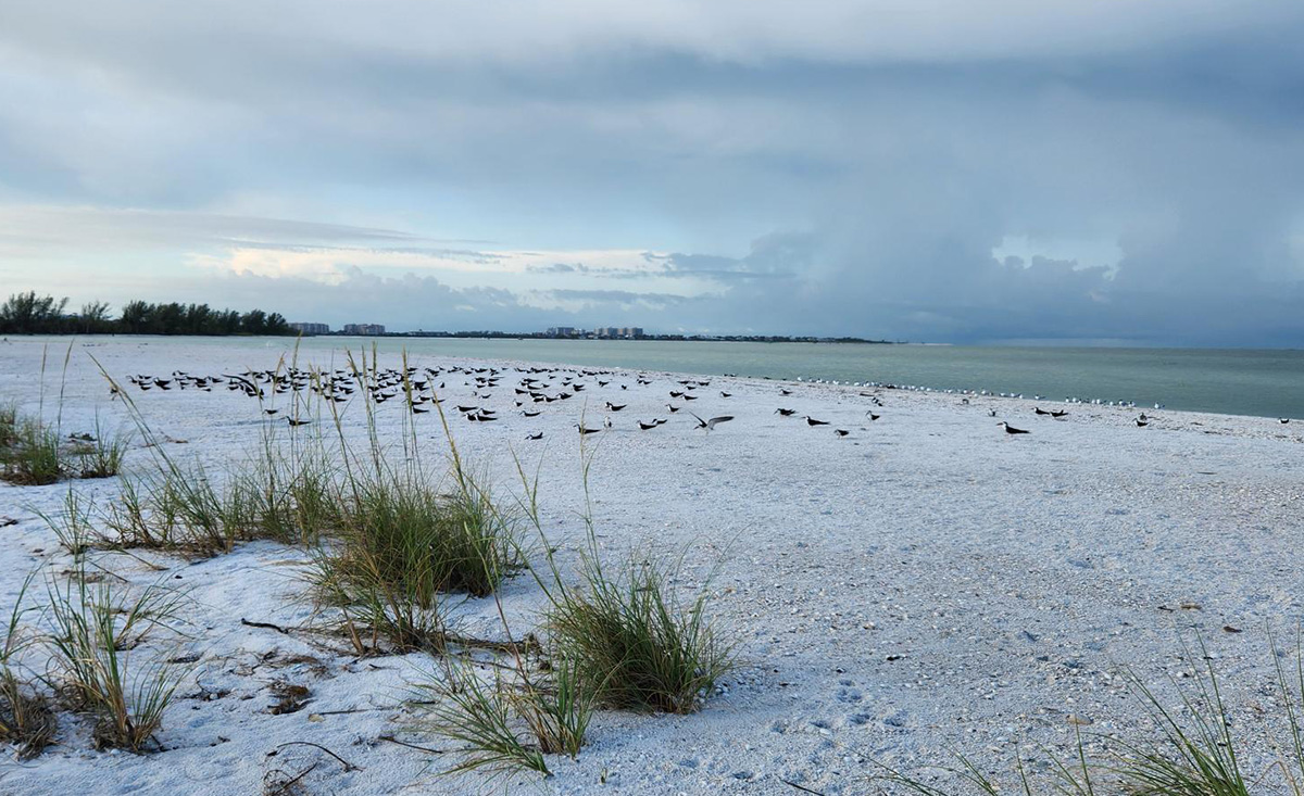 Rookery Bay Florida Wildlife