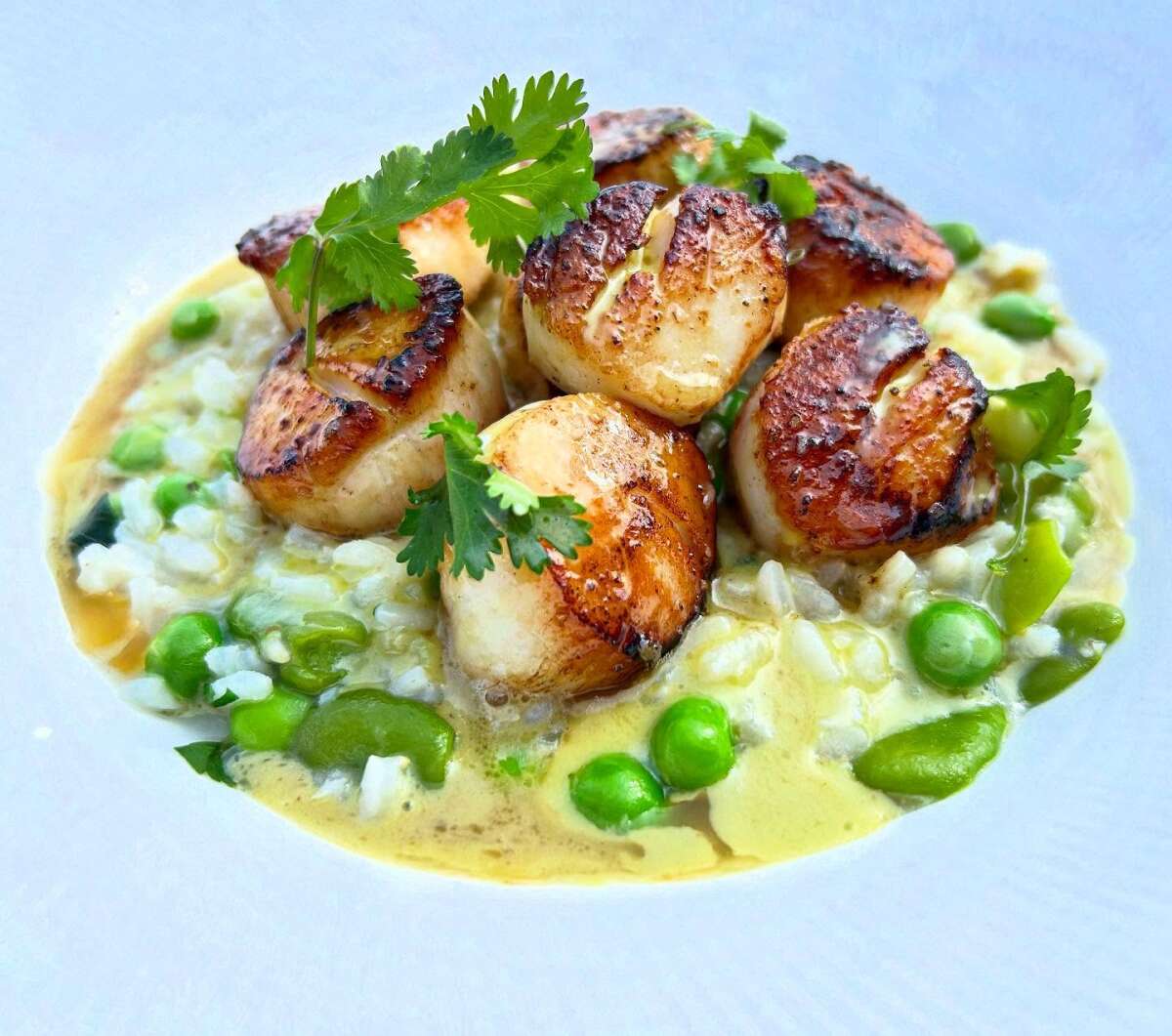 The Brewster Fish House | Scallops, Fava Beans, English Peas & Risotto Dish