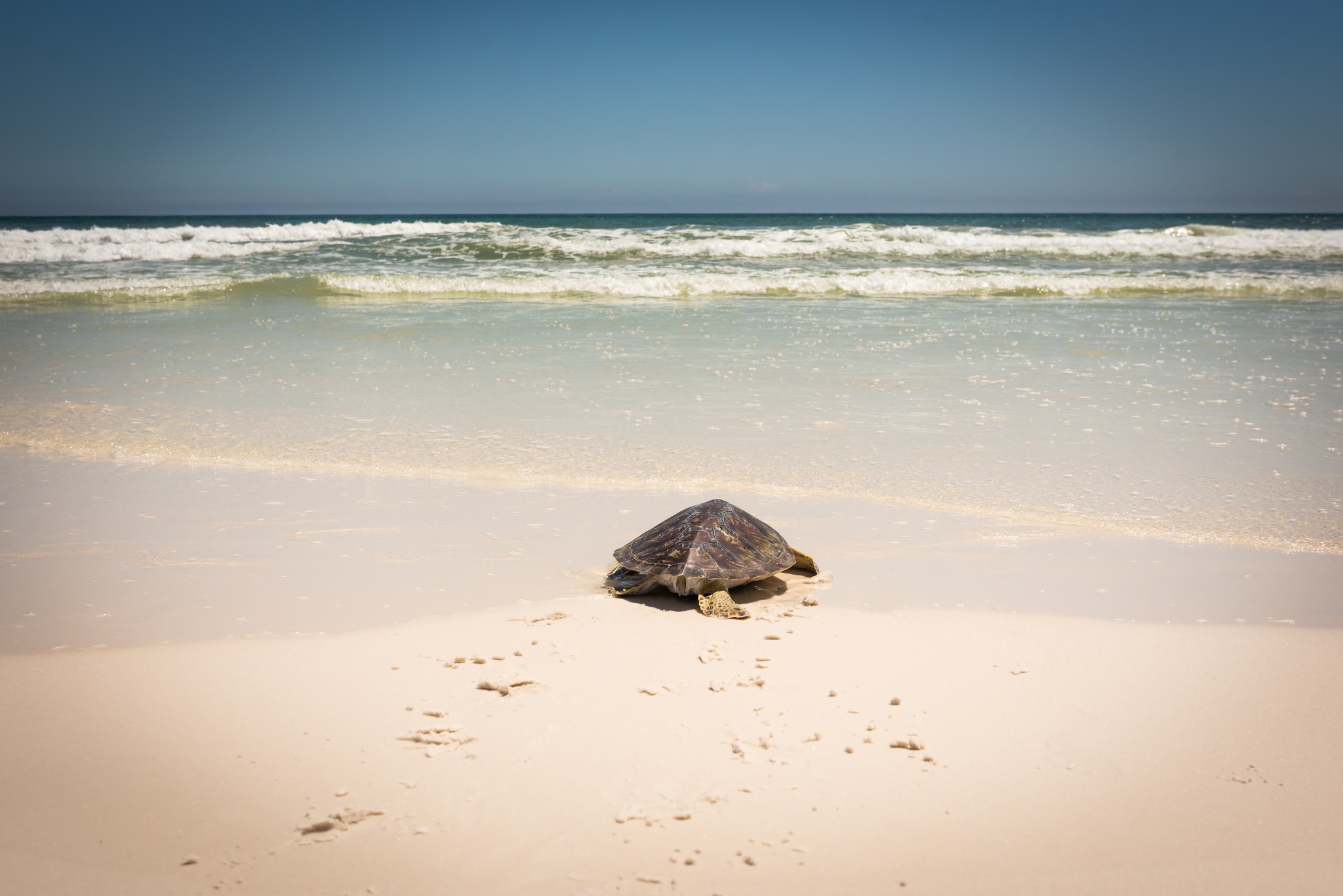 Turtle Rehab Release Program Gulfarium Marine Adventure Park