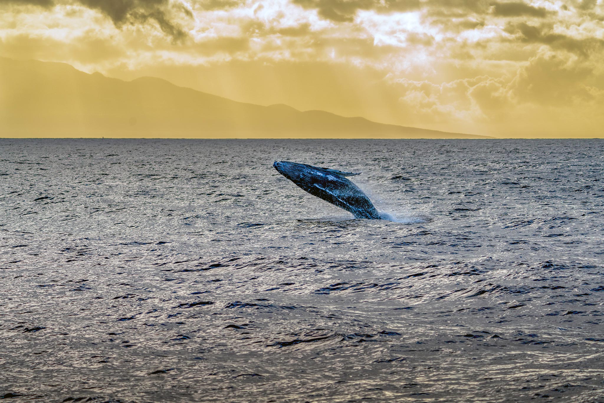 Whale Watching in Maui
