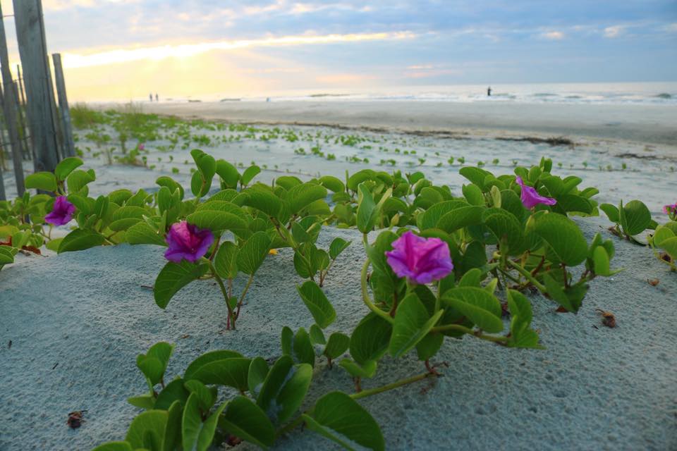 Vacation Rental Accommodations on the Beach in Hilton Head 