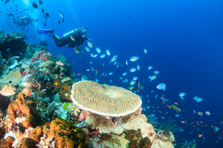 Types of Scuba Diving Holidays
