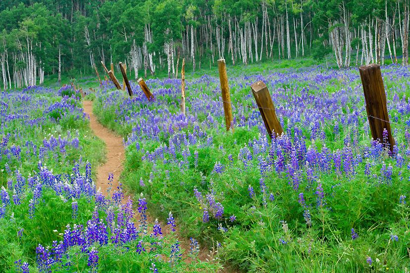 The Crested Butte Wildflower Festival