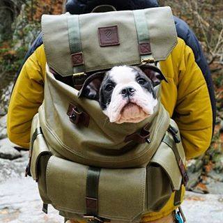 Traveling With Your Pet