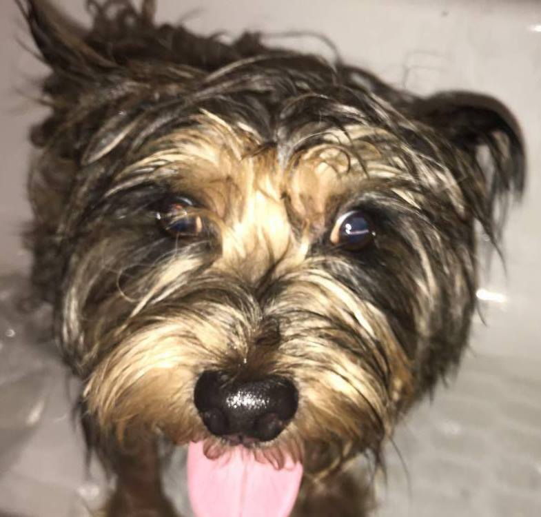 Pet Policies for Vacation Rentals