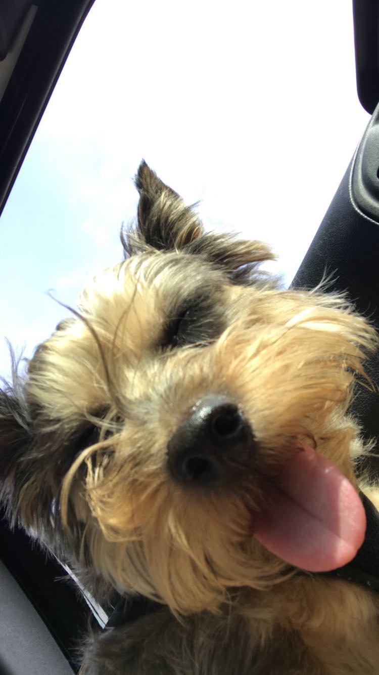 What to Do with Pets When You Are on Vacation