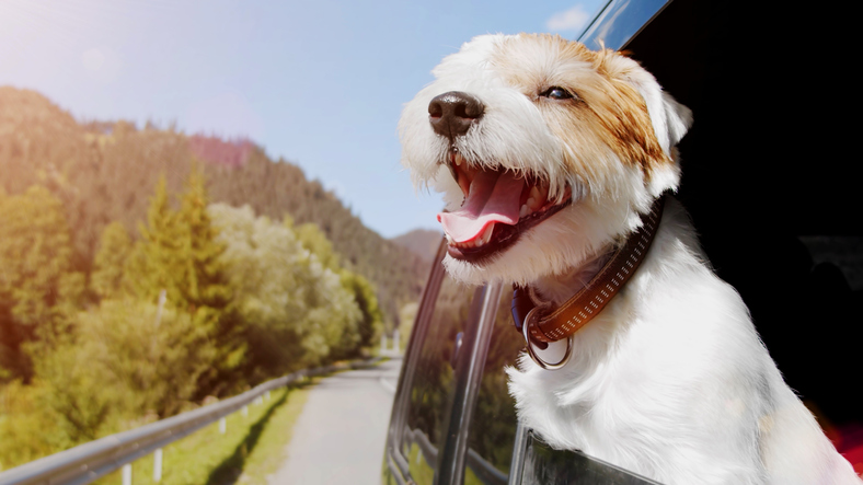 Stress Free Road Trip with Your Dog