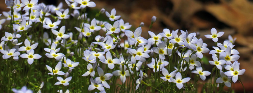 Daniel Boone Native Gardens