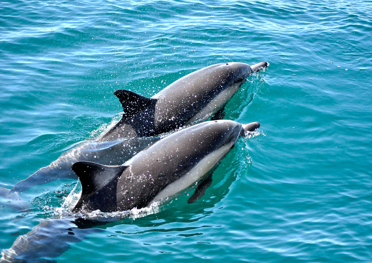 Anna Maria Island Dolphin Tours