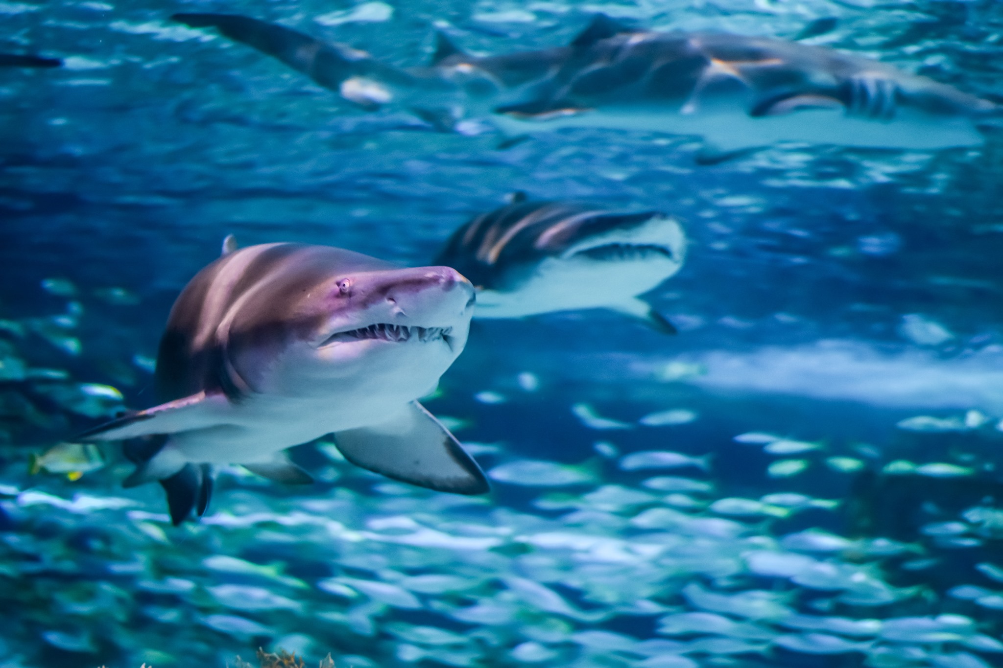 Ripleys Aquarium of Myrtle Beach