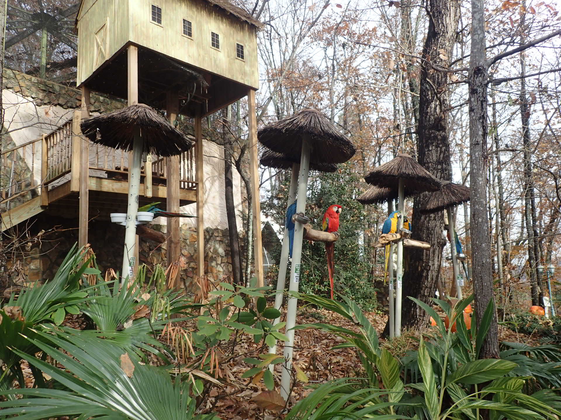 Parrot Mountain and Gardens In Pigeon Forge