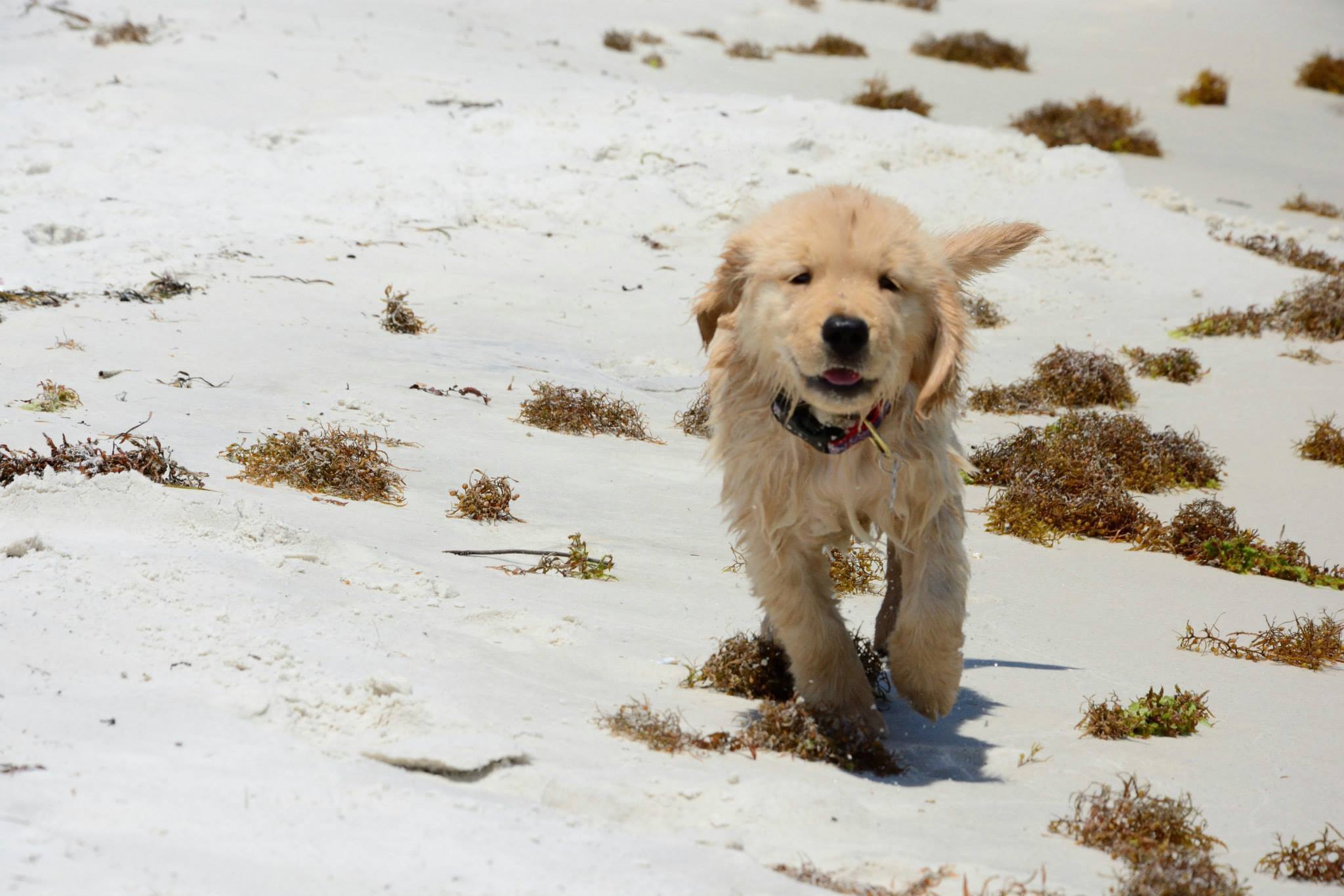 Pet-Friendly Vacation Rentals